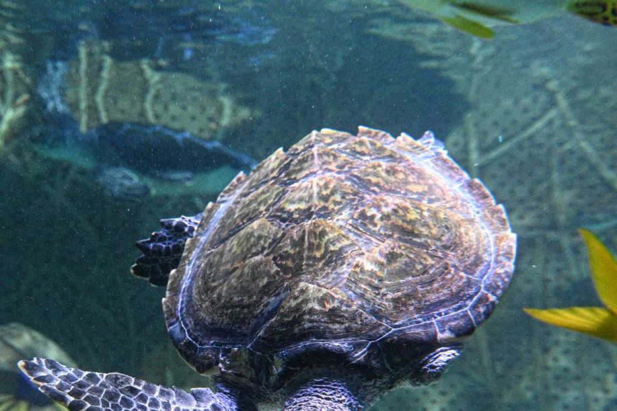 Lindungi penyu, Sea Turtle Shelter yang baru dibangun di Hainan, China