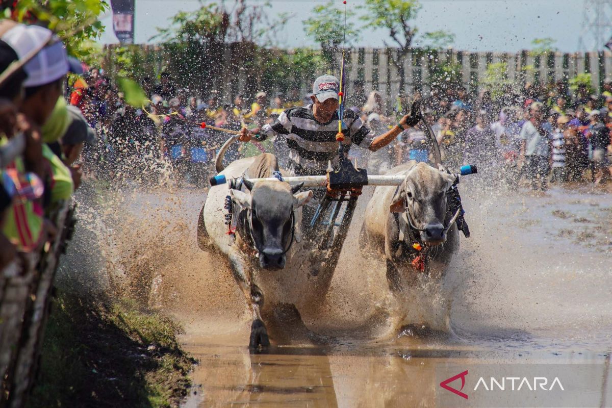 Festival Sapeh Brujul di Probolinggo, 31 peserta adu cepat karapan sapi