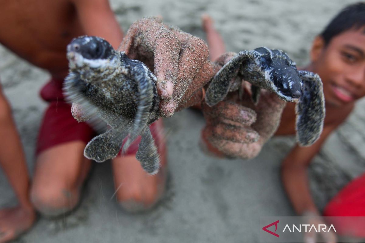 Pelepasliaran tukik kembali ke habitatnya di Pantai Amban Manokwari