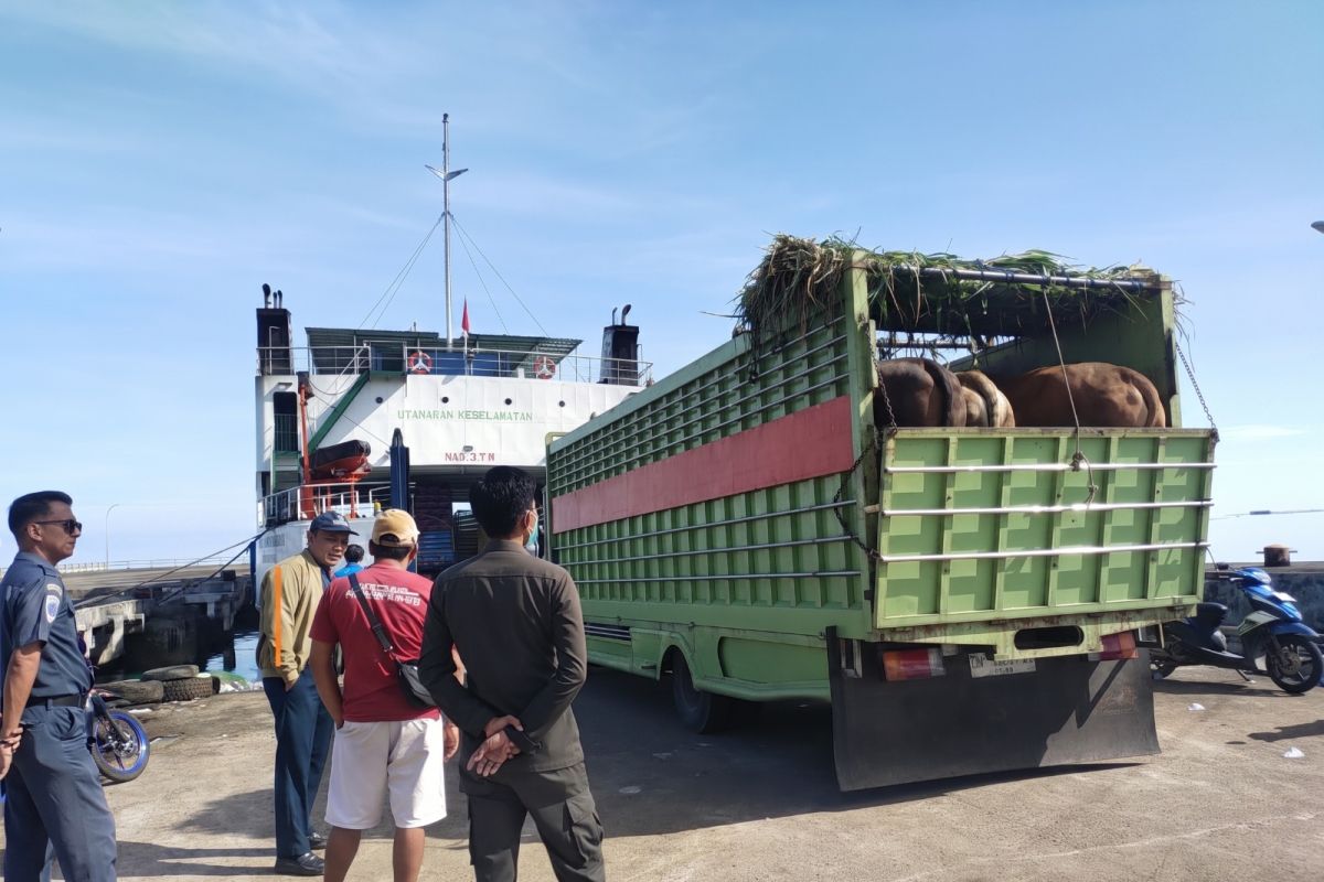 Jelang Idul Adha, Karantina Sulsel kian perketat pengawasan lalu lintas hewan kurban