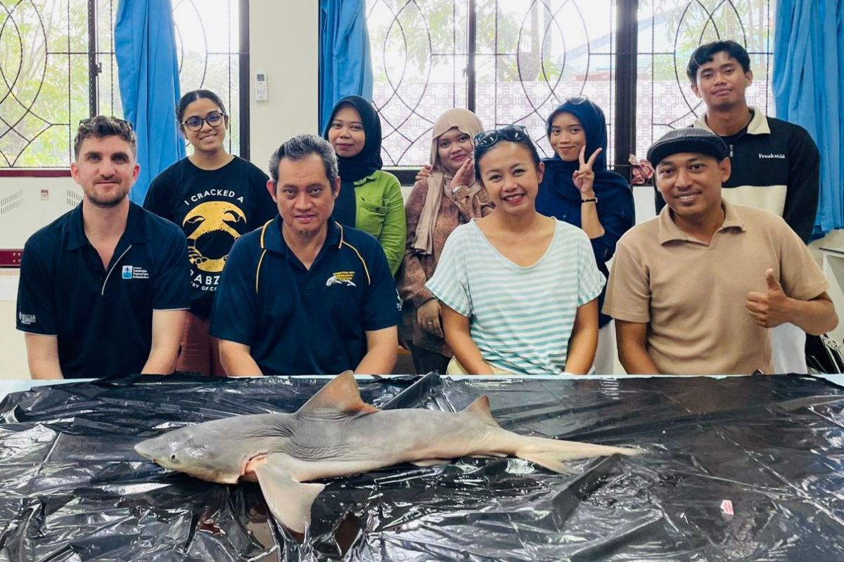 Hiu Gangga yang nyaris punah ditemukan lagi di Sungai Sesayap Kaltara