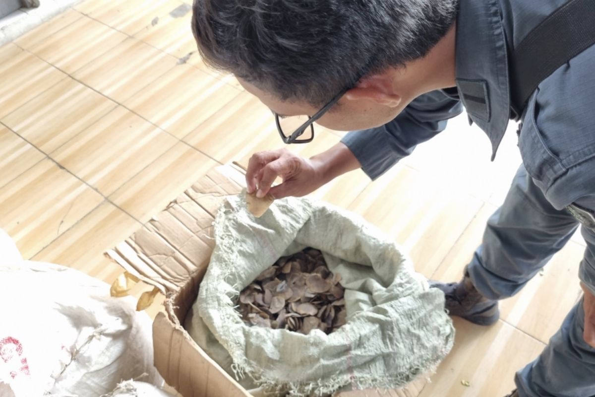 Kemenhut tahan penyelundup 3 ton sisik Trenggiling tujuan Kamboja