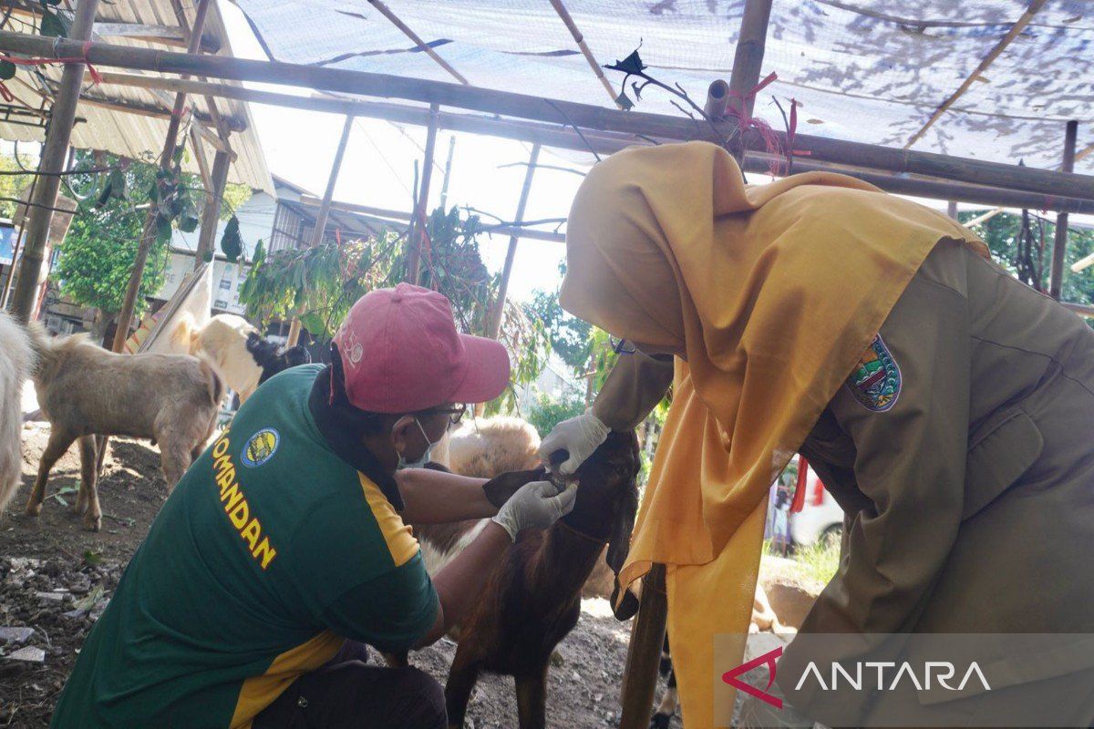 Pemkab Batang intensifkan pemeriksaan kondisi kesehatan hewan kurban cegah PMK
