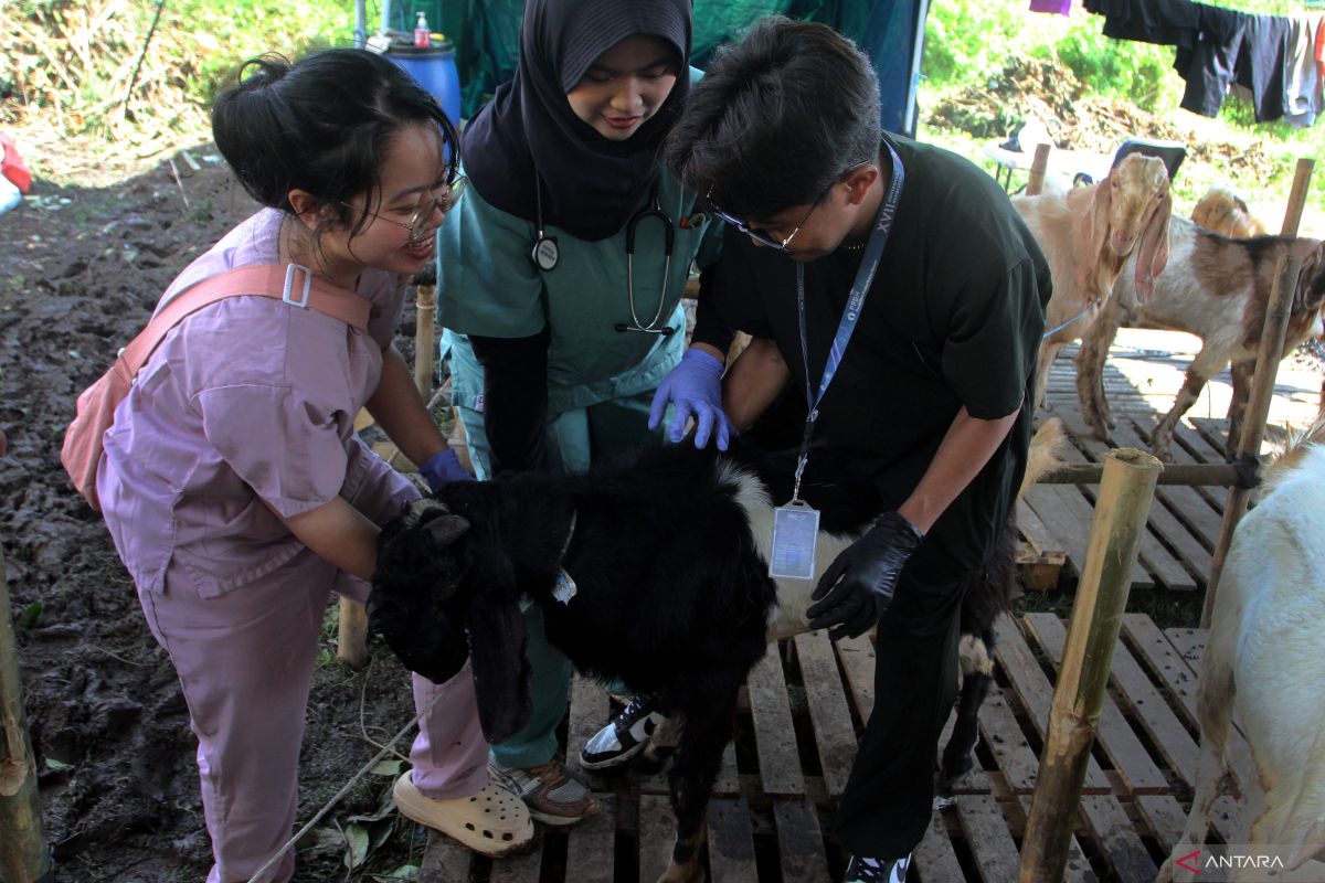 Pemeriksaan ante mortem hewan kurban di Malang