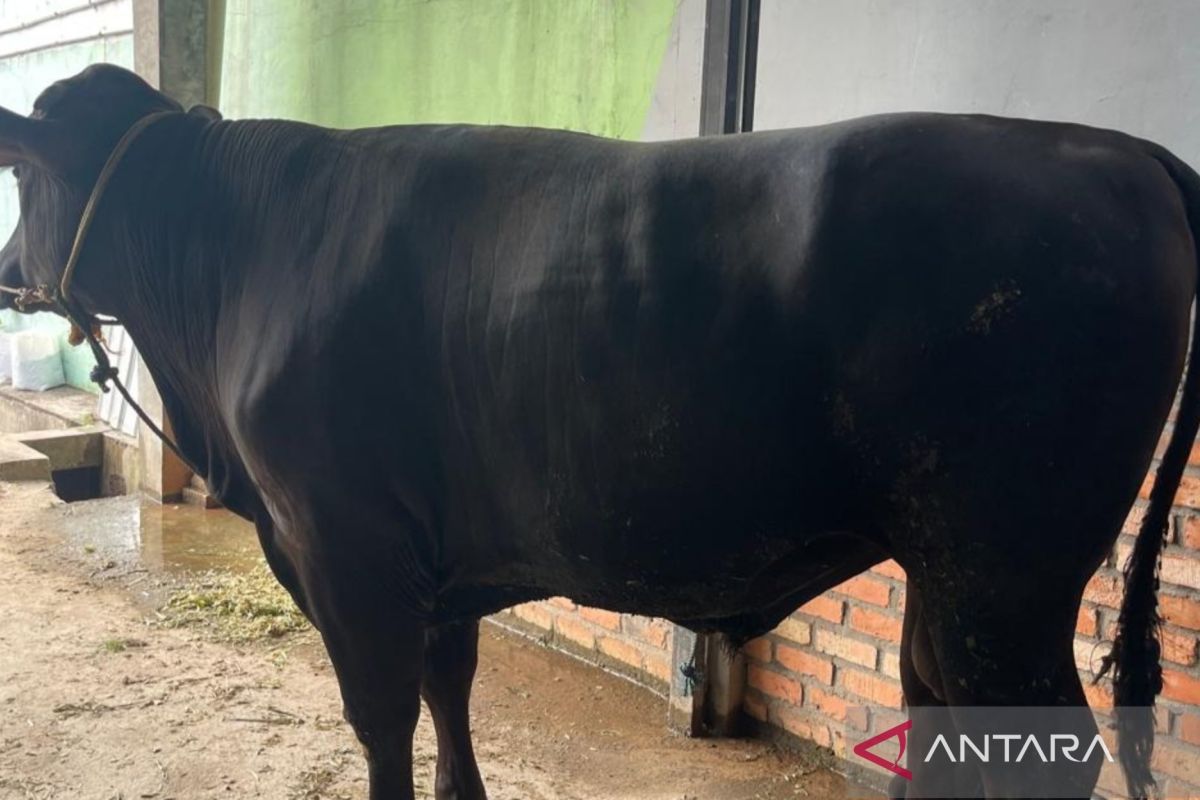 Sapi kurban Ketum Golkar berbobot setengah ton disembelih di Riau