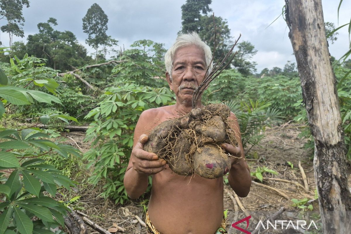 Menumbuhkan semangat bercocok tanam "Orang Rimba" di Jambi 