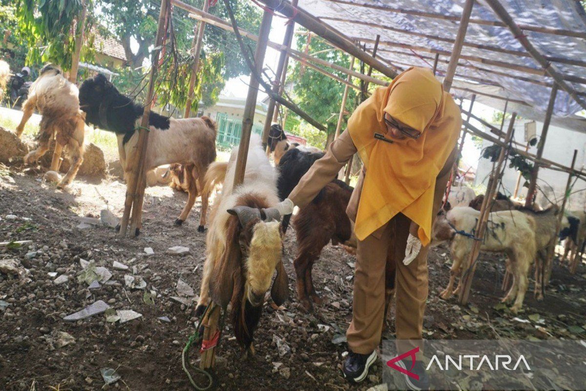 Pemkab Batang temukan tiga sapi diduga asal Jatim terindikasi PMK