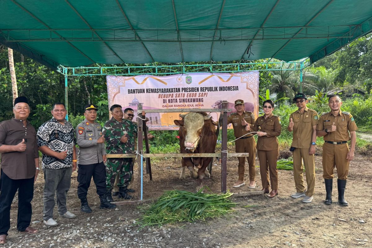 Pemkot Singkawang salurkan sapi kurban bantuan Presiden Prabowo