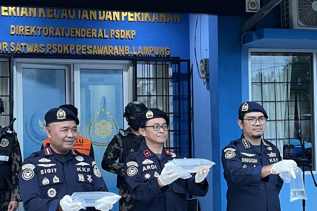KKP: Benih lobster ilegal yang diamankan di Lampung senilai Rp4 miliar