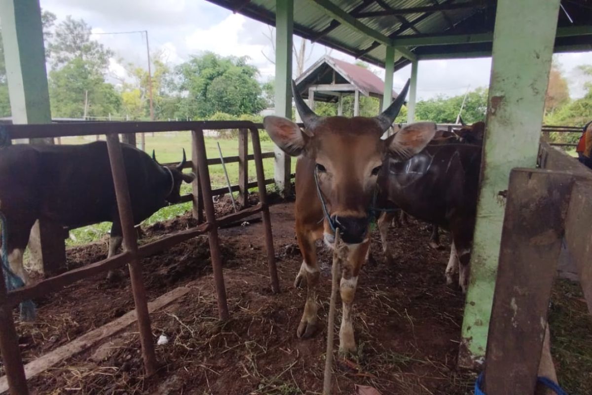 Dinas Pertanian Palangka Raya perketat pengawasan hewan kurban