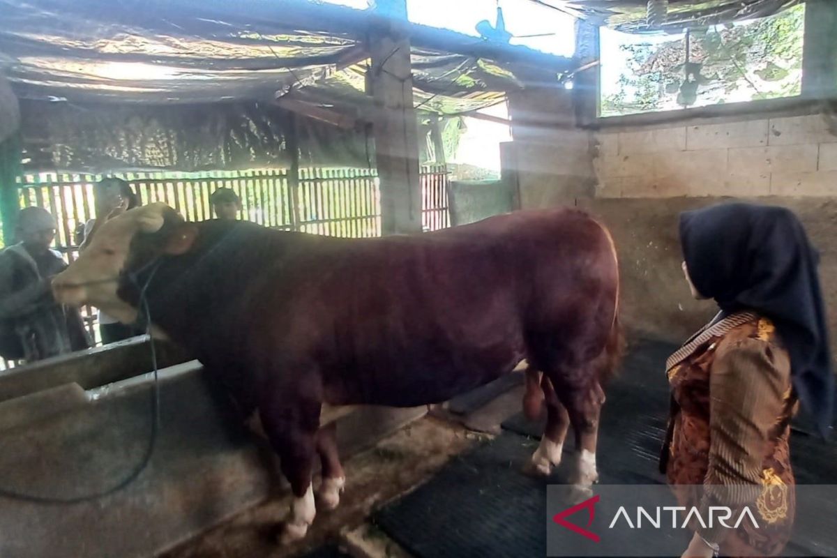Sapi kurban dari Presiden Prabowo untuk Kudus dipastikan sehat