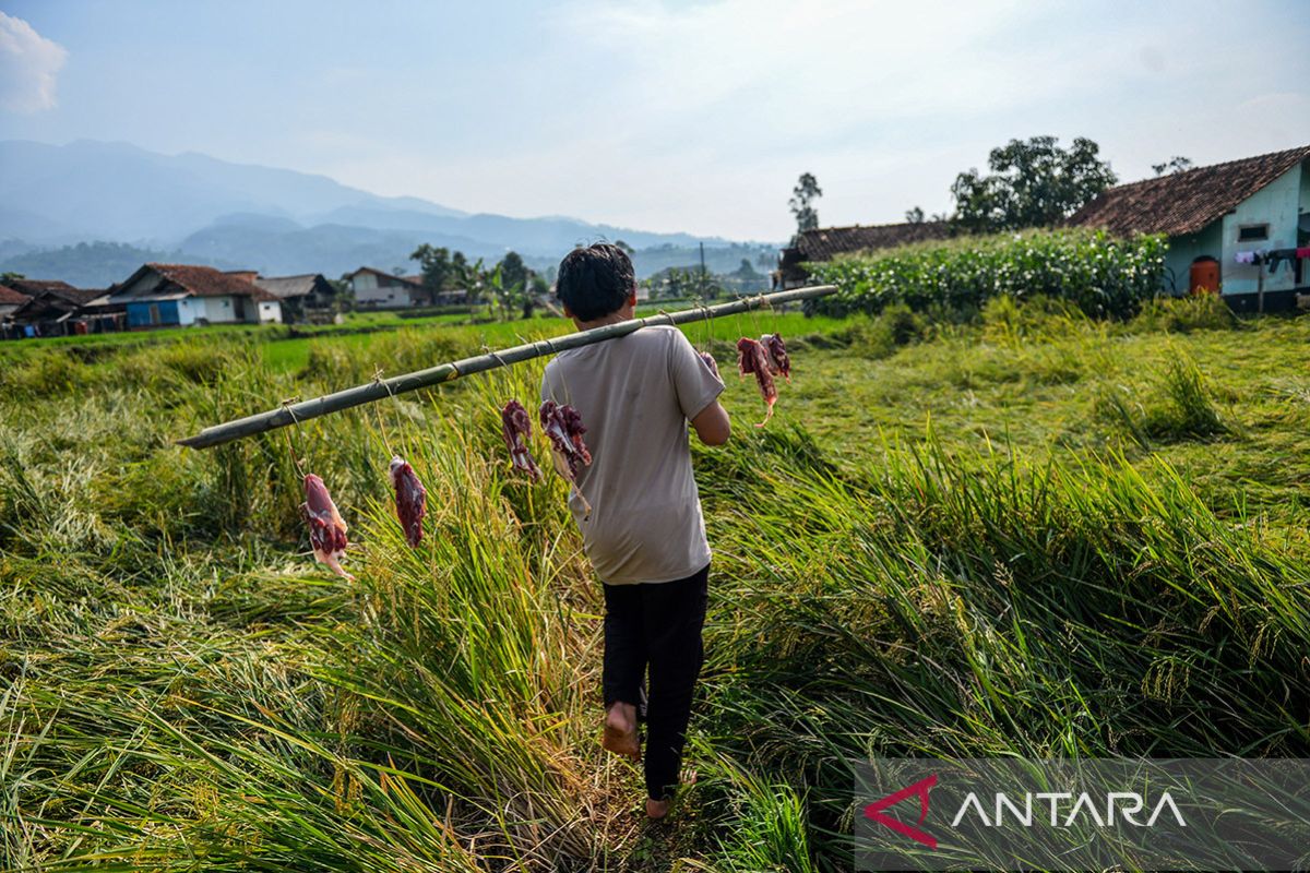 Keren! kampung di Pacet Bandung ini distribusikan daging kurban tanpa plastik, ini rahasianya