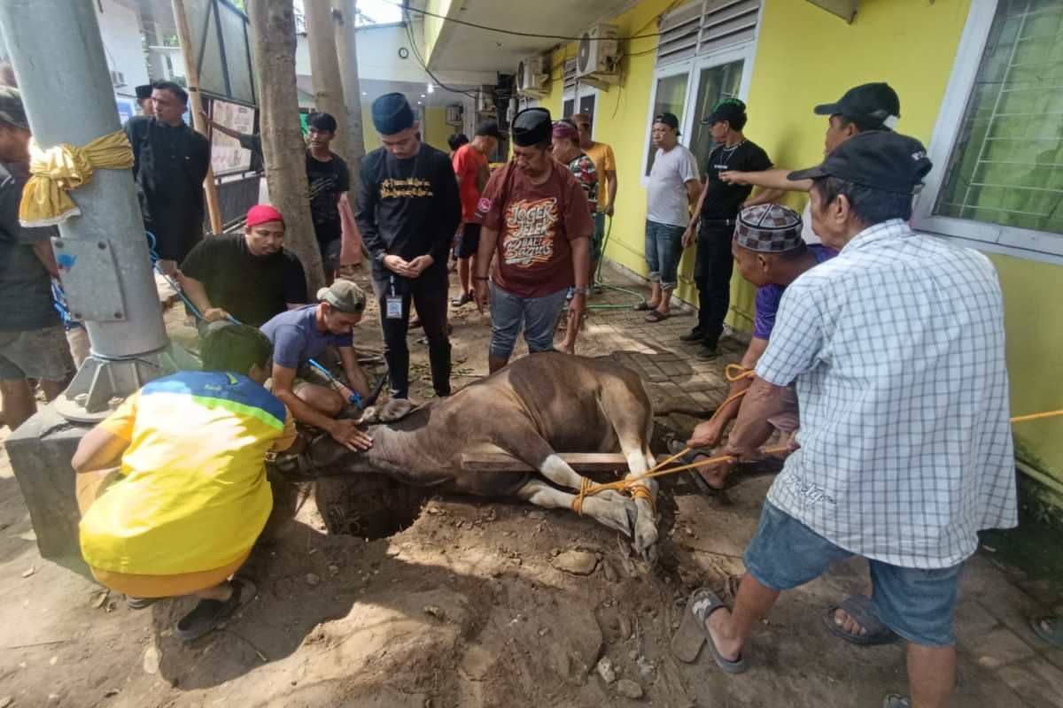 Perumda Pasar sembelih tiga sapi untuk warga