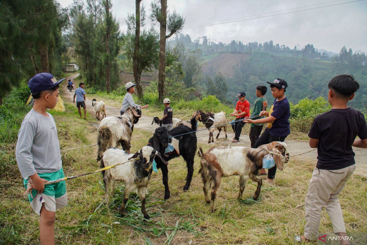Penyembelihan hewan kurban di perkampungan Tengger