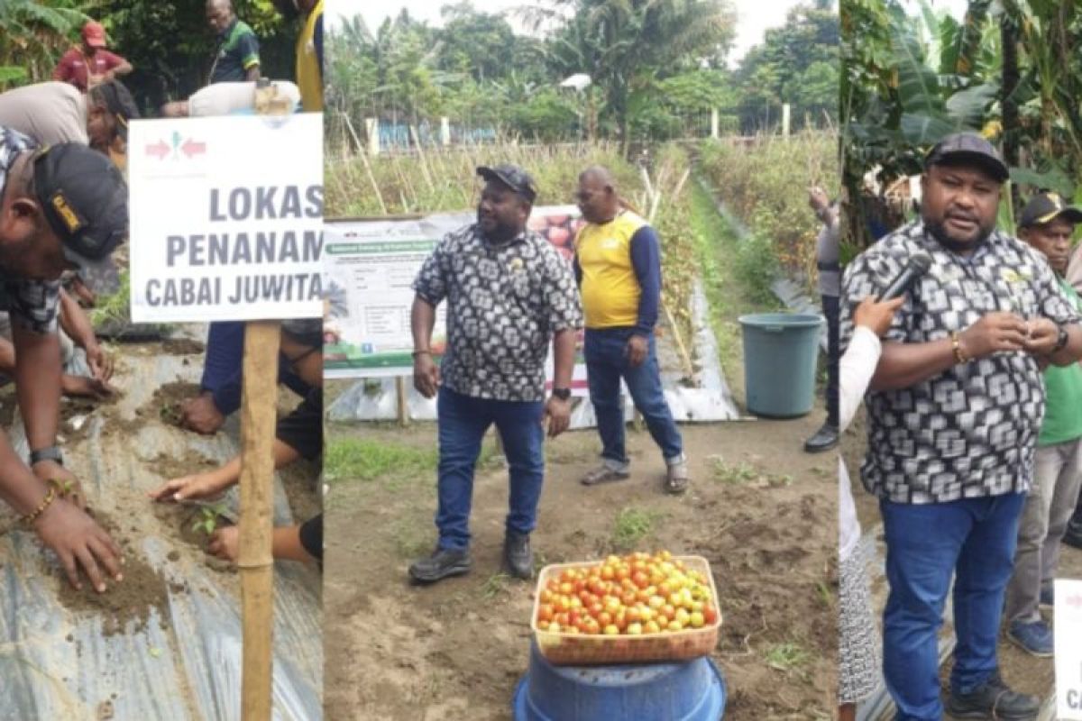 Pemkab Jayapura tanam cabai "Juwita" guna topang ketahanan pangan
