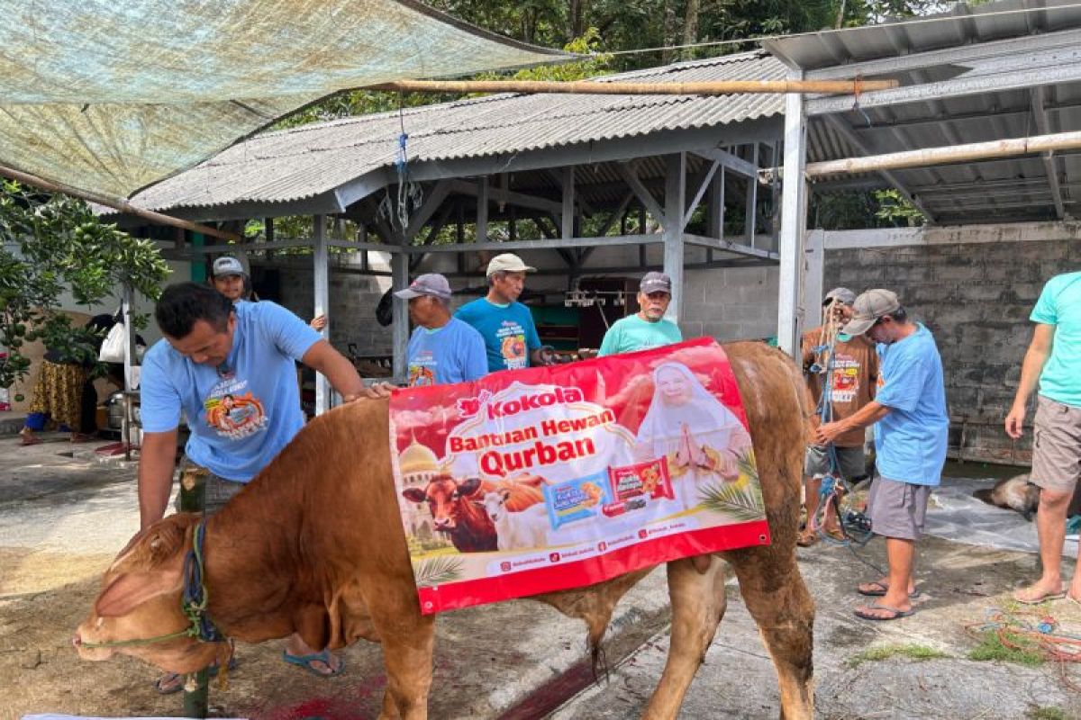 Kokola Group bersama Mamah Dedeh salurkan kurban sapi di Ciamis
