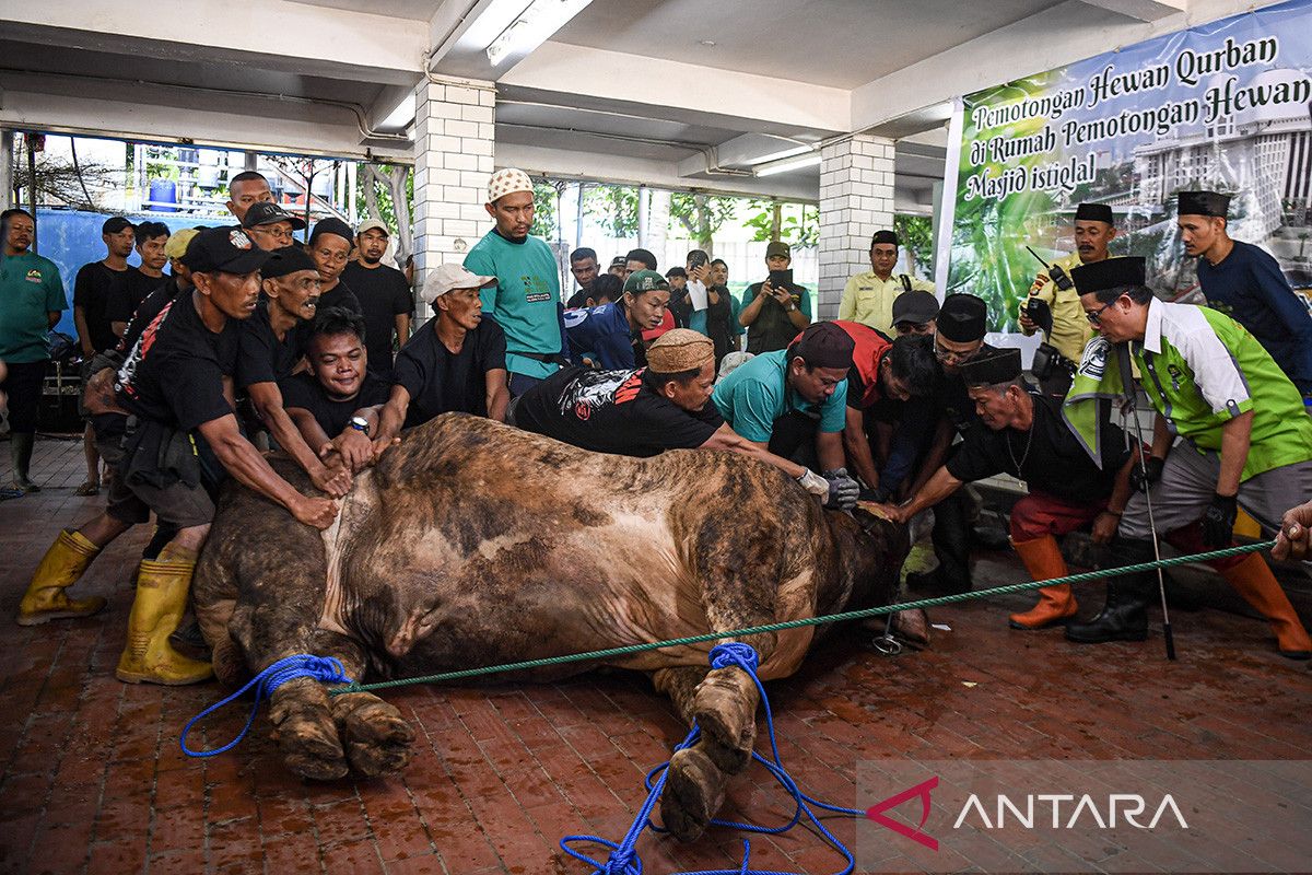Wajah agama, tradisi, dan kurban di Indonesia