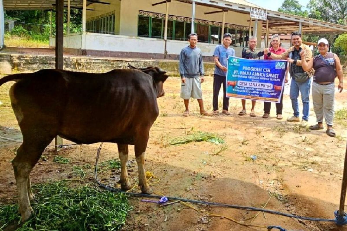 PT Maju Aneka Sawit berikan 16 ekor sapi untuk karyawan dan masyarakat merayakan Idul Adha