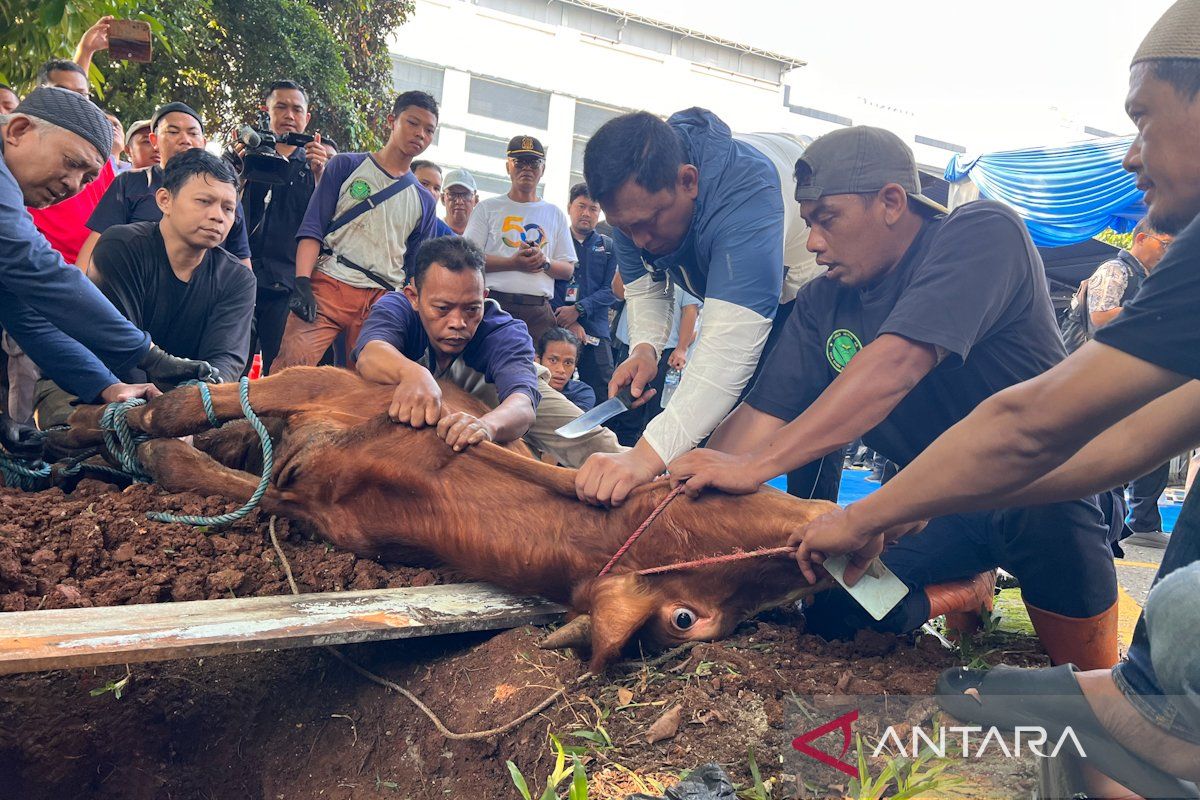 Bulog salurkan 65 ekor hewan kurban pada Idul Adha 1447 H
