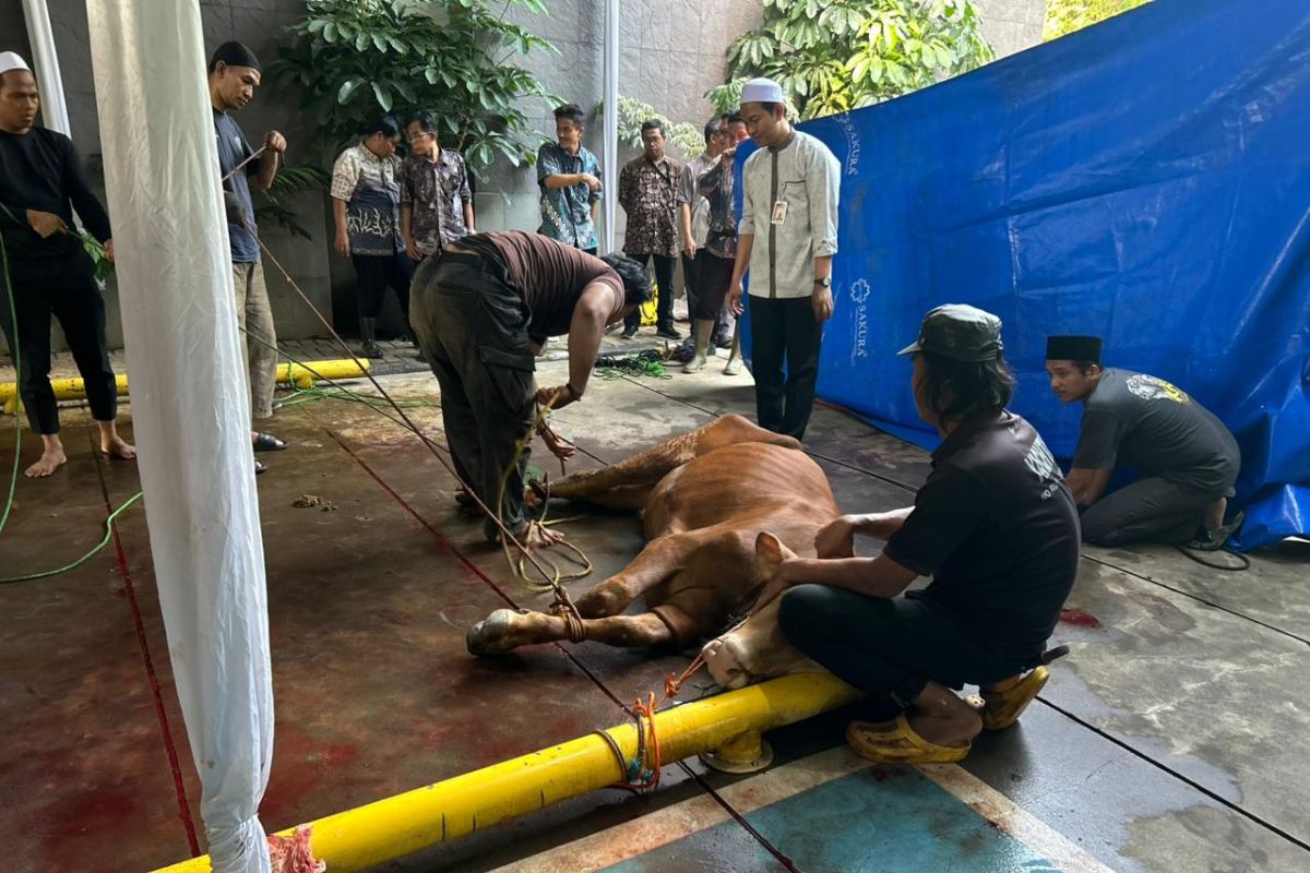 KPK kurban delapan sapi untuk peringati Idul Adha 1447 Hijriah