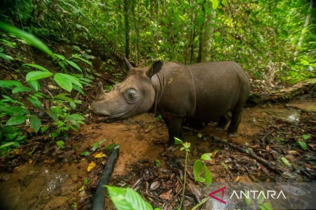 BKSDA Kaltim simulasi translokasi badak pari Kalimantan
