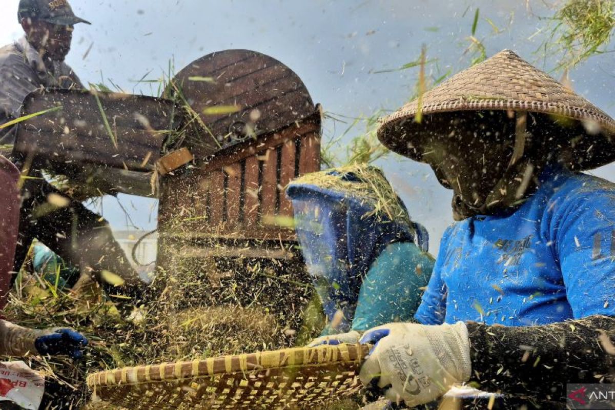 Menggapai Swasembada beras dari hamparan sawah Sumedang