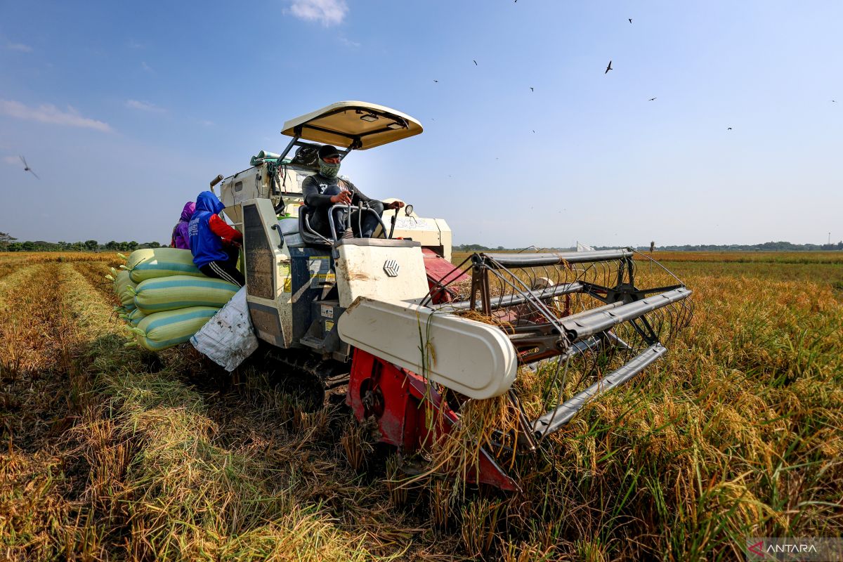Luas lahan panen dan produksi padi di Indonesia