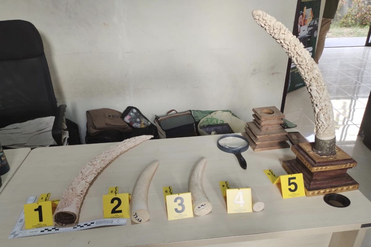 Indonesia busts illegal ivory network in Bali tourist hub