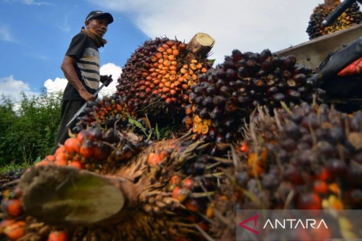 Penetapan harga TBS sawit oleh Disbun Riau turun cukup tajam, ini angkanya