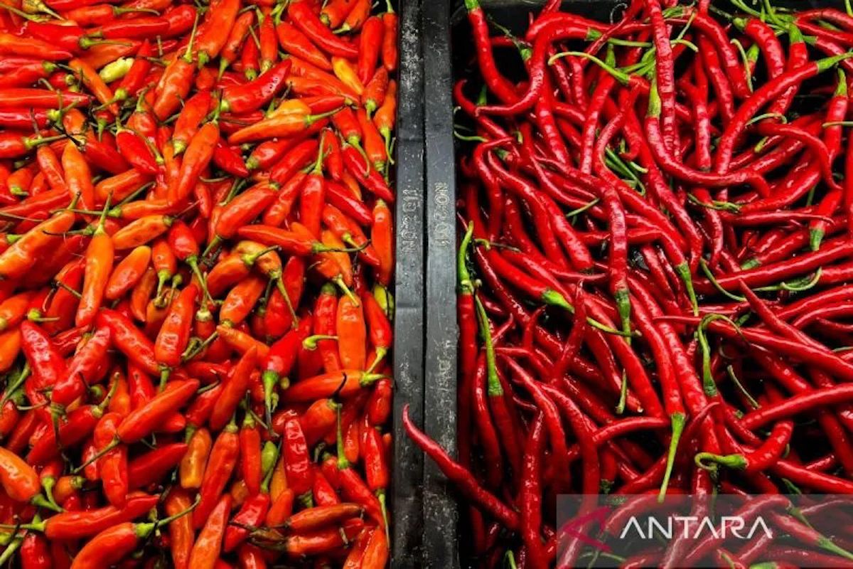PIHPS: Harga cabai rawit Rp84.400/kg, telur ayam Rp31.350/kg