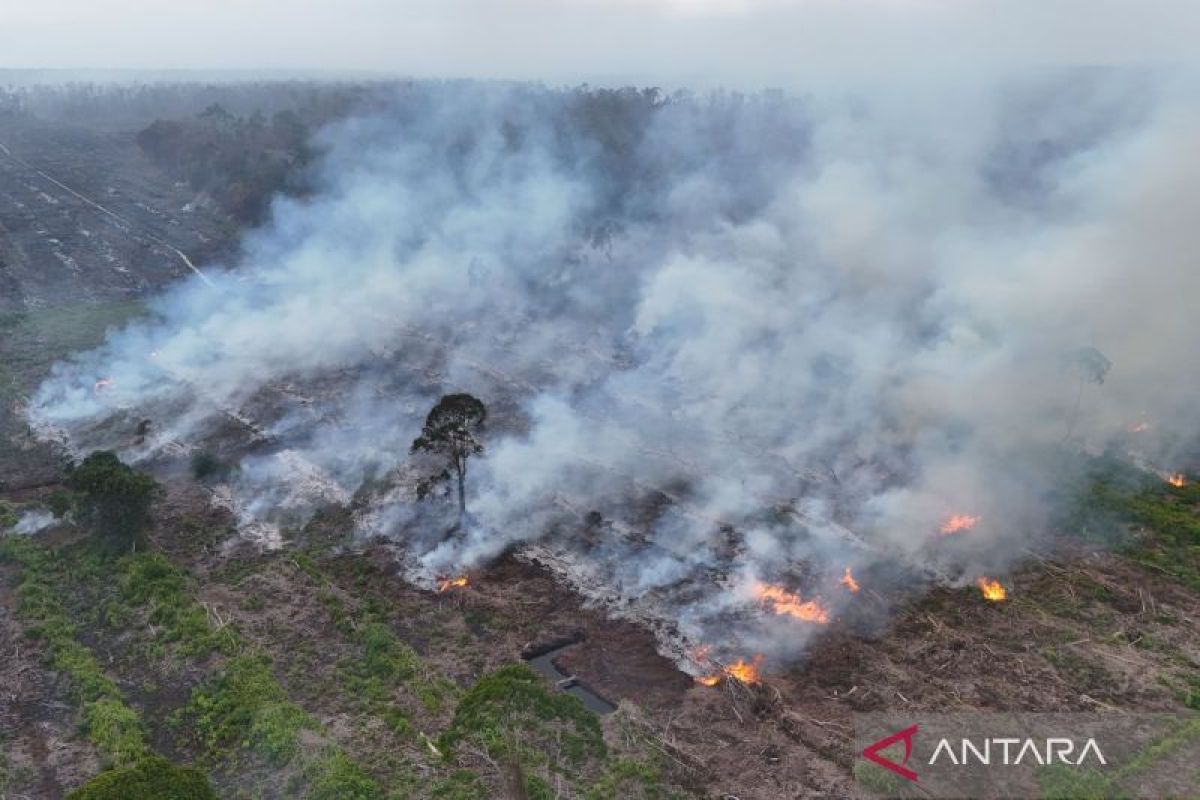 Wamenhut singgung restorasi gambut World Day to Combat Desertification