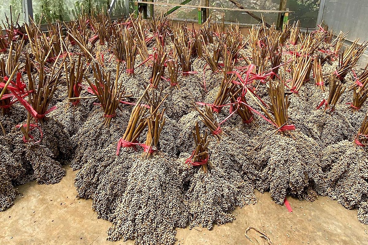 PLN EPI perkuat ekosistem bioenergi bersama PLN Puslitbang dan Itera