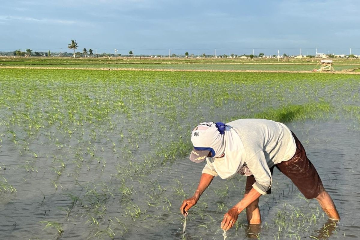 Hadapi El Nino, DTPHP Sidrap percepat masa tanam