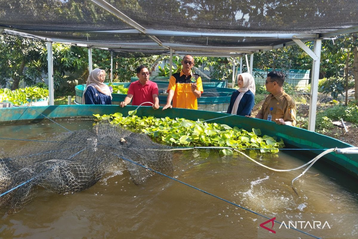 UIN Kudus-Ngramen Farm kembangkan agro pendidikan budidaya udang galah