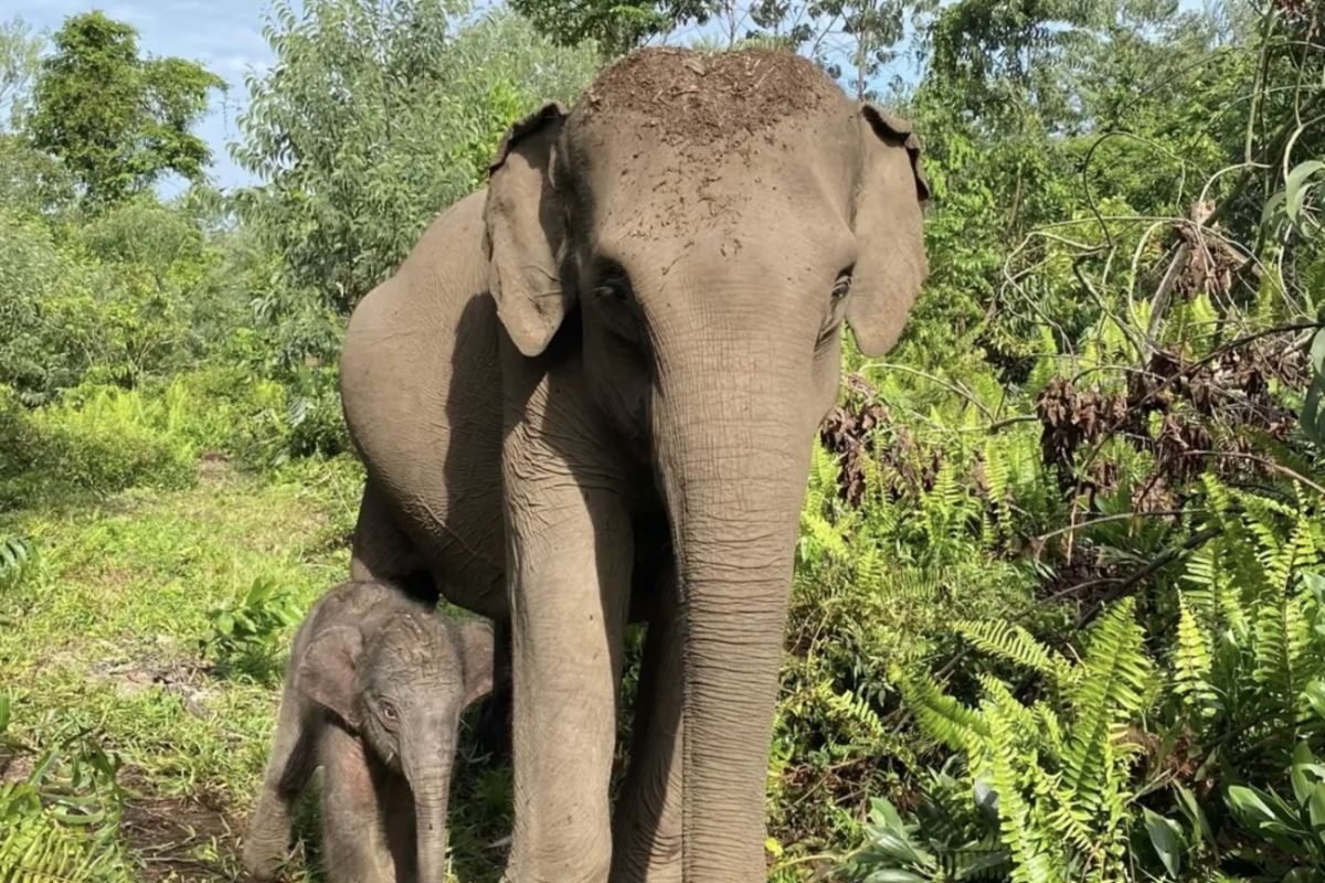 Kemenhut umumkan kelahiran anak gajah di TN Tesso Nilo