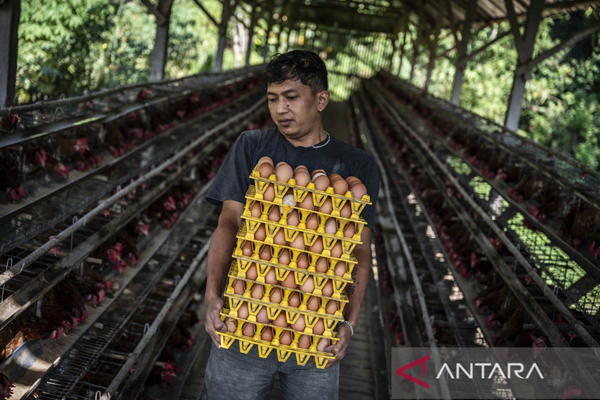 Upaya stabilisasi harga telur di tingkat peternak