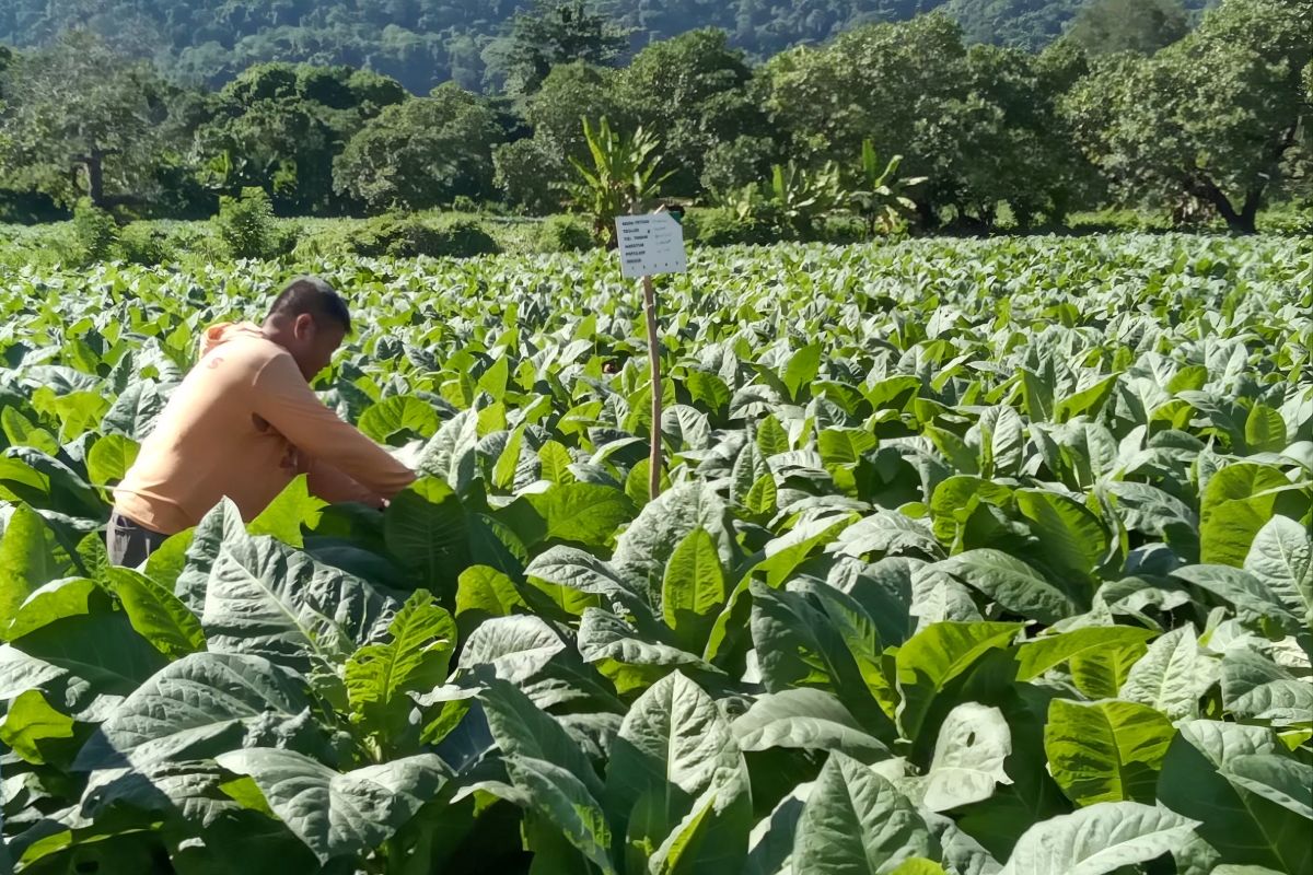 Hilirisasi tembakau Dompu