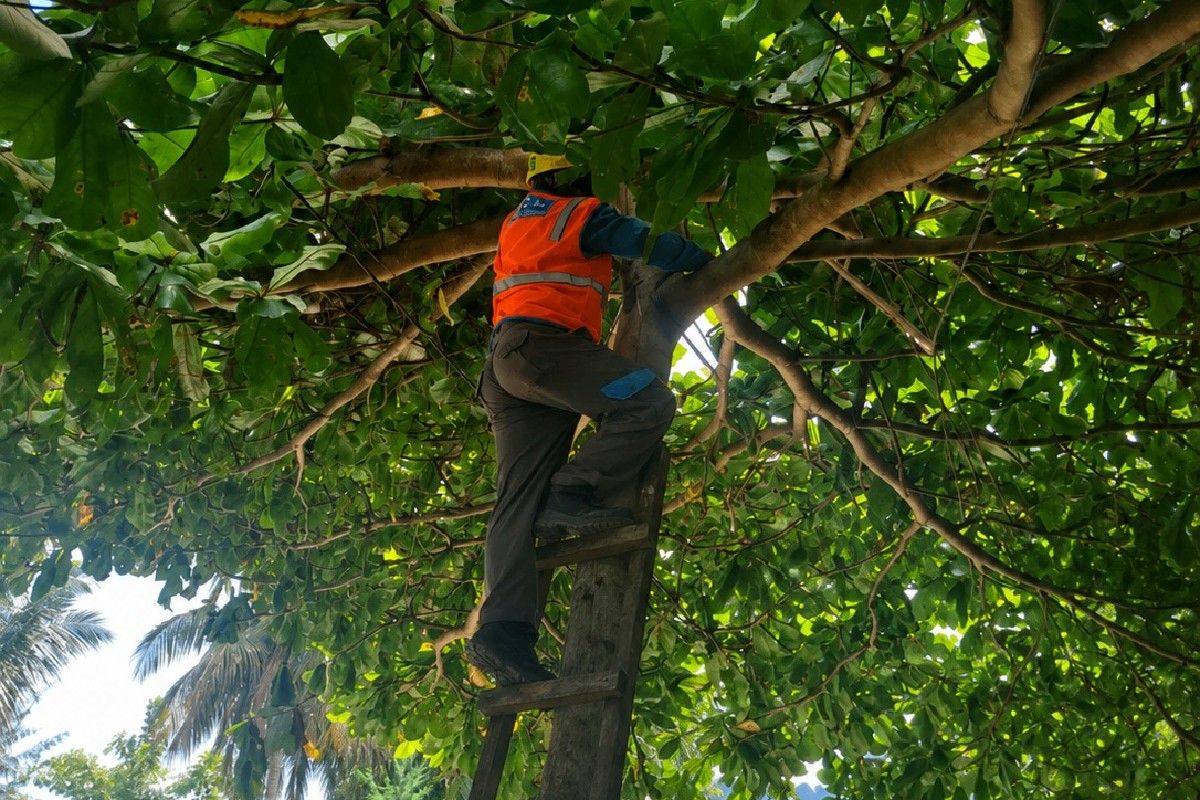 PLN Papua: pemasangan atribut Piala Dunia jauhkan jaringan listrik