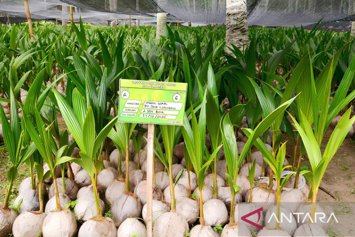 Kementan salurkan 737 ribu bibit kelapa dukung hilirisasi di Gorontalo