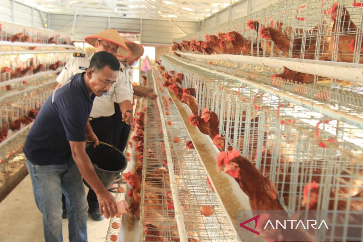 Lahan Terbatas Tak Halangi Lapas Pekanbaru Produksi 800 Telur per Hari