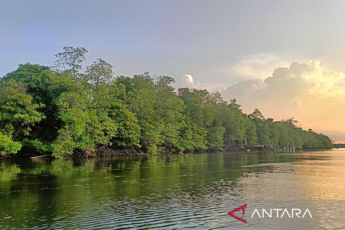 Kaltim perkuat pengelolaan mangrove demi ketahanan iklim