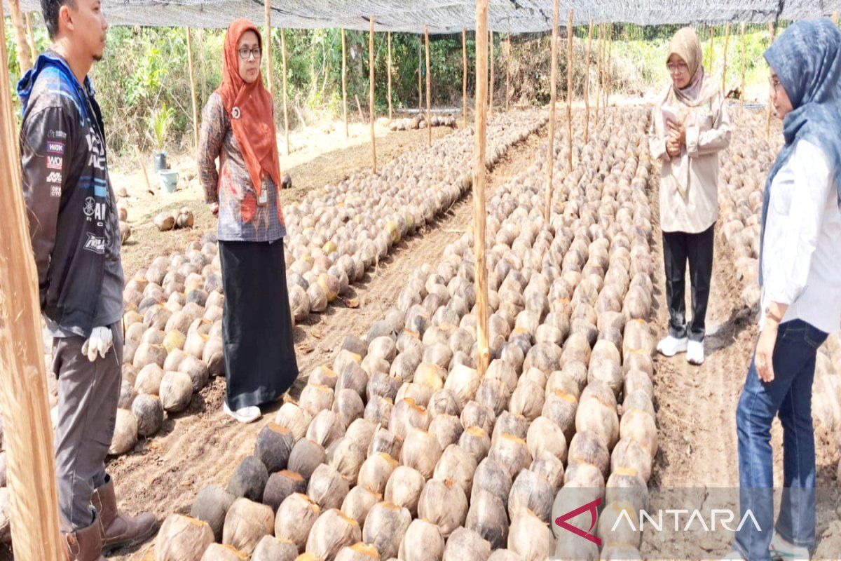 Kementan salurkan 140 ribu butir benih kelapa dalam di Kalsel