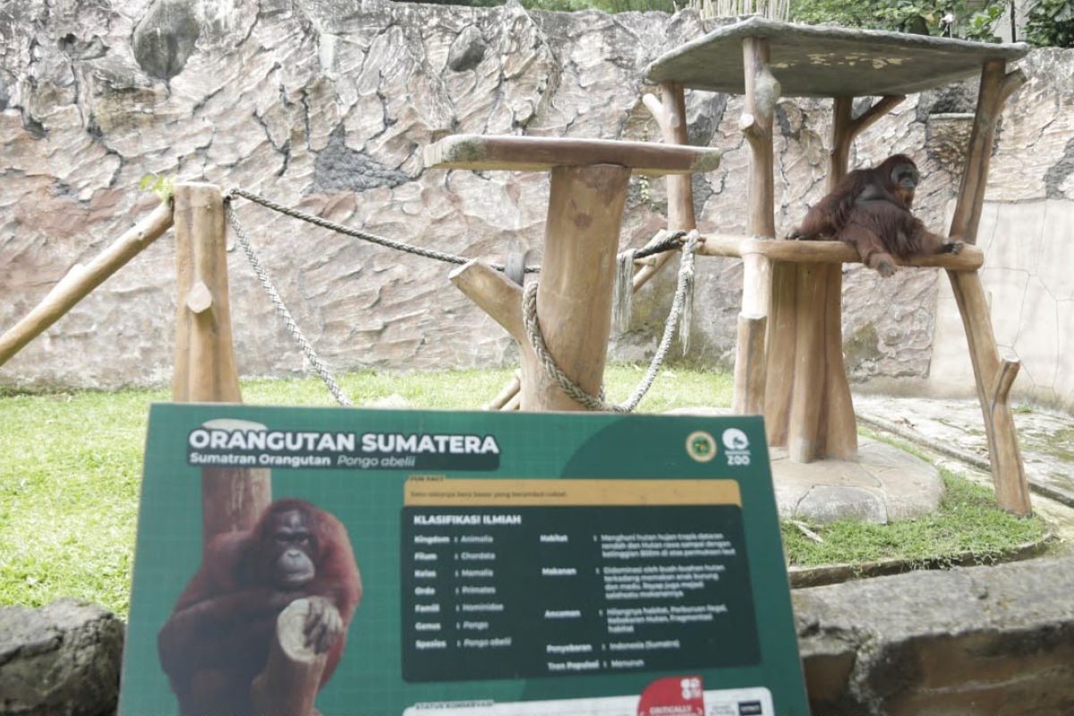 Pemkot targetkan Bandung Zoo kembali beroperasi kurang dari setahun