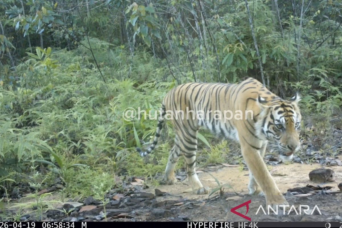 Harimau Sumatra Langka Terekam Kamera di Hutan Harapan