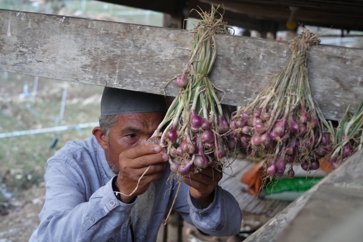 Petani bawang enrekang nikmati efisiensi 60 persen lewat listrik agrikultur