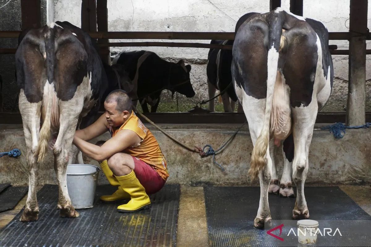 Kementan: Rancangan Inpres P2SDN difinalisasi untuk dongkrak susu RI
