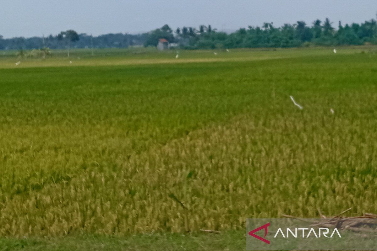Cilacap tingkatkan indeks tanam untuk capai target produksi padi