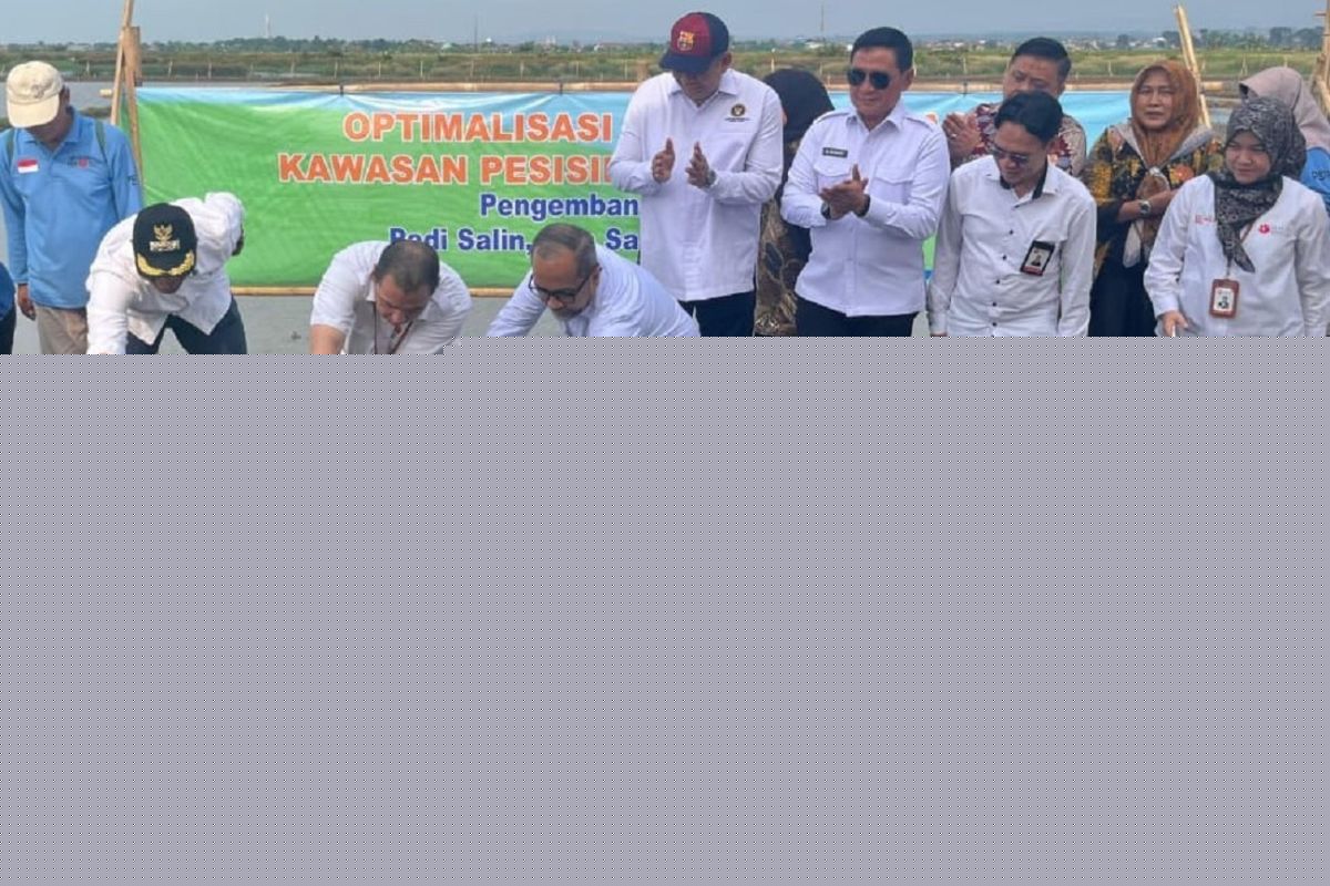 PGN-BRIN tingkatkan ekonomi lahan pesisir melalui Minapadi Salin