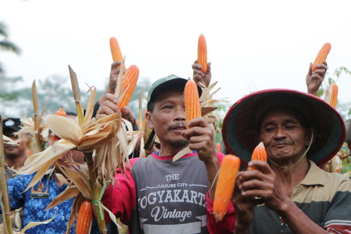 Petani di Kulon Progo menyulap lahan tidur menjadi lokasi produksi jagung