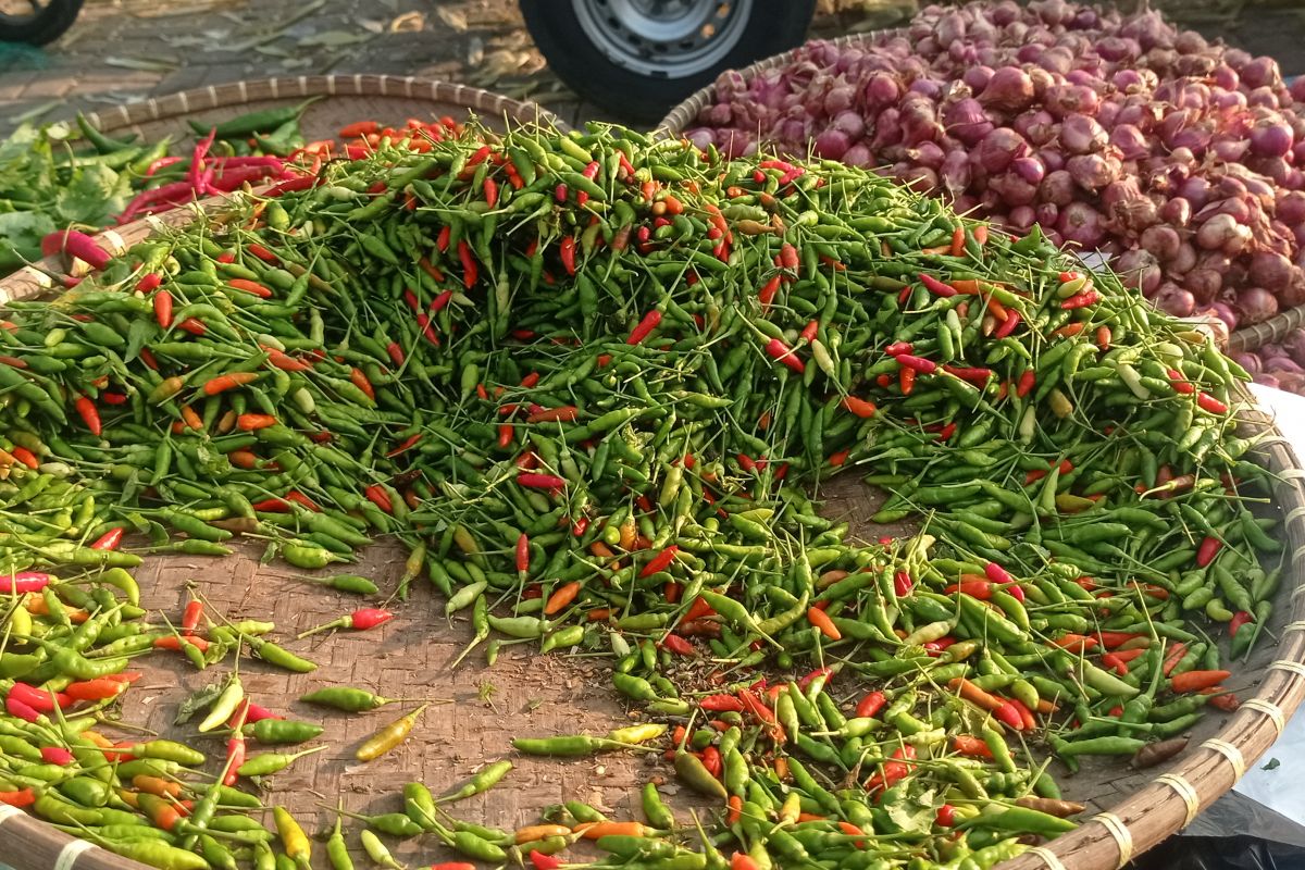 Harga komoditas cabai di Lebak turun